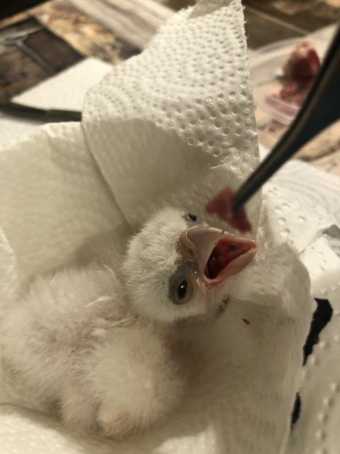 Jungvogel bei der Fütterung von Hand