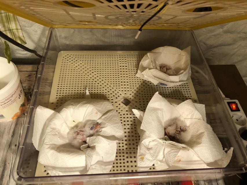 3 Jungvögel im Schlupfbrüter
