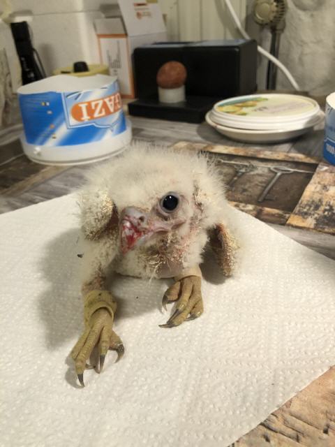 Jungvogel frisch beringt