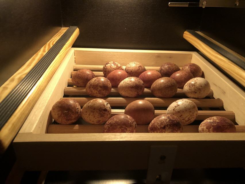 befruchtete Eier im Brutkasten