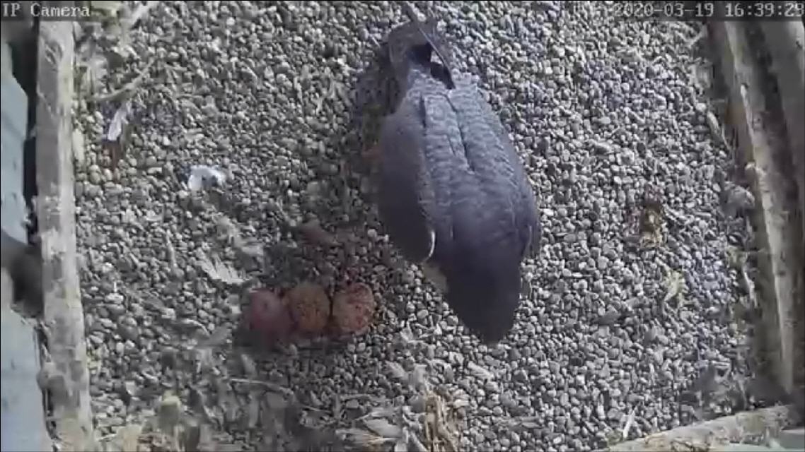 Jette im Horst mit 3 gelegten Eiern