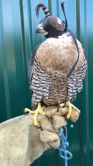 Wanderfalke Terzel Altvogel