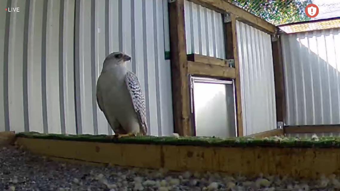 Gerfalke am Horst