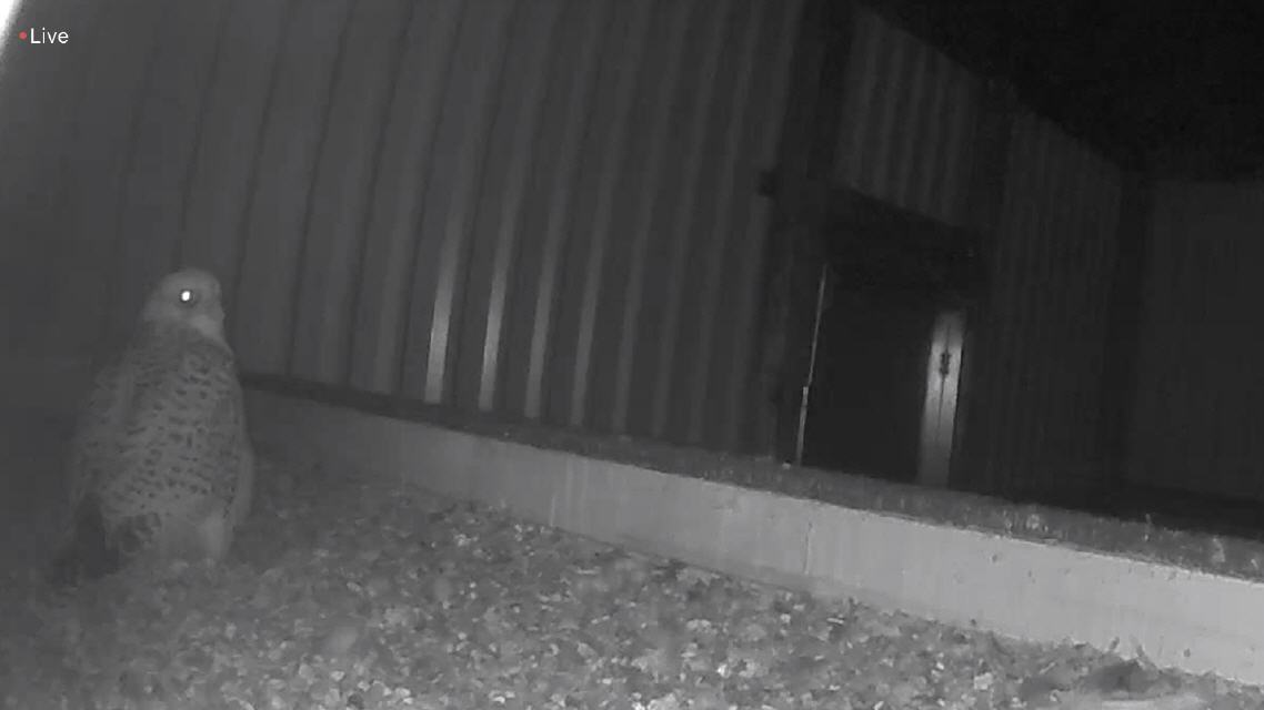 Gerfalke in der Nacht