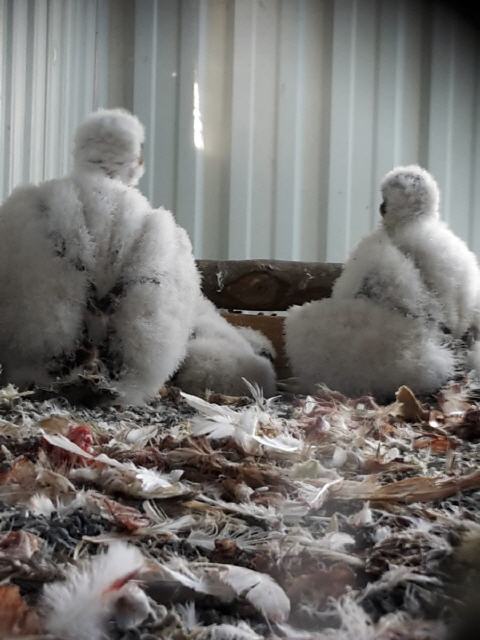 Jungvögel im Horst