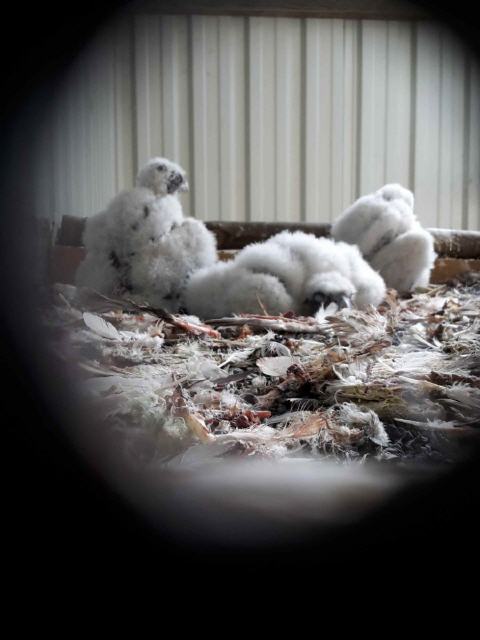 Jungvögel im Horst