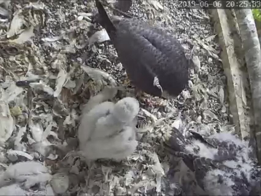 Jungvogel Fütterung im Horst