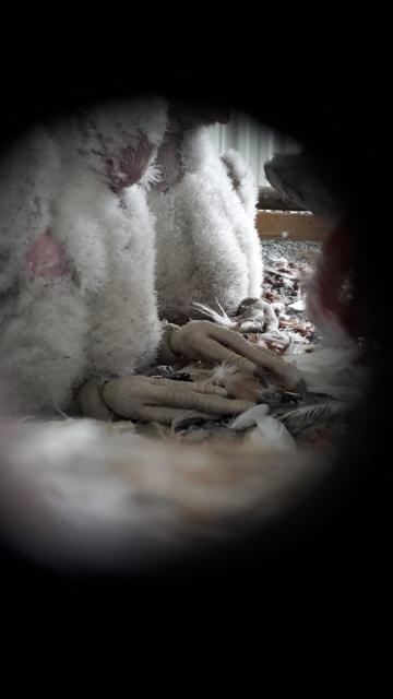 Jungfalken sitzend