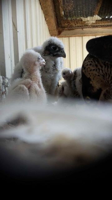 verschieden alte Jungvögel im Horst