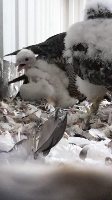 Jungvögel im Horst