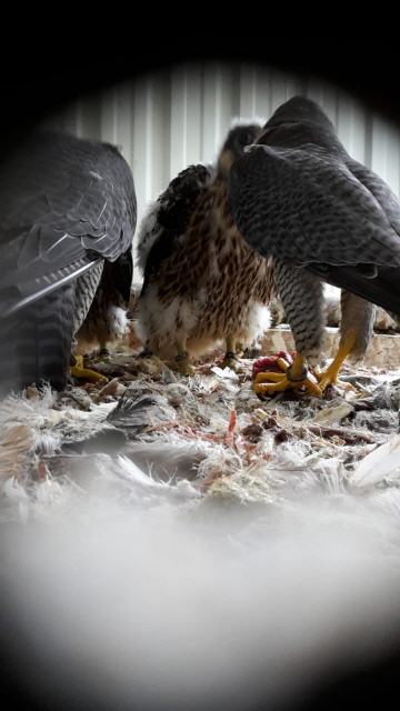 Altvögel mit Nestling