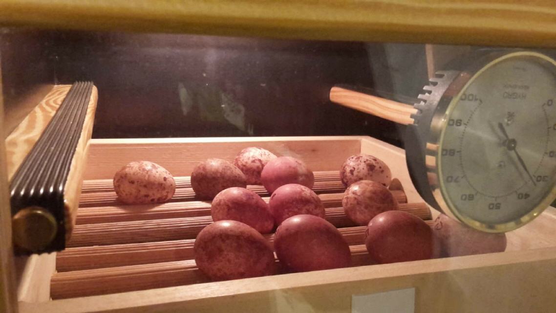 Eier in der Brutmaschine