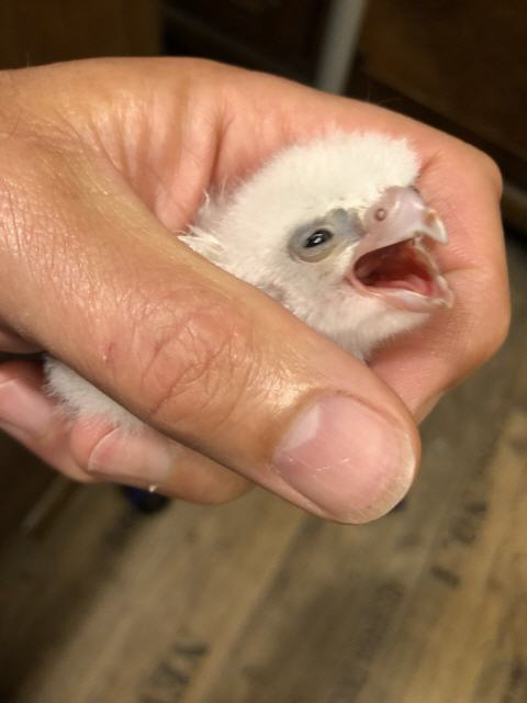Jungfalke 1 Tag alt