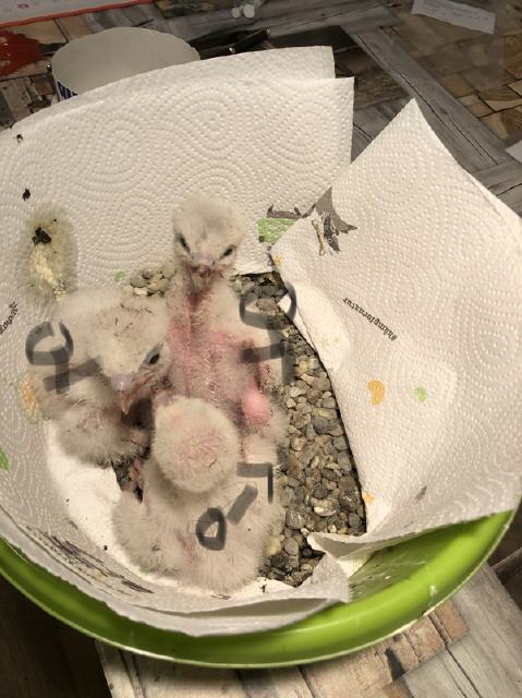 1, 2 Jungfalken