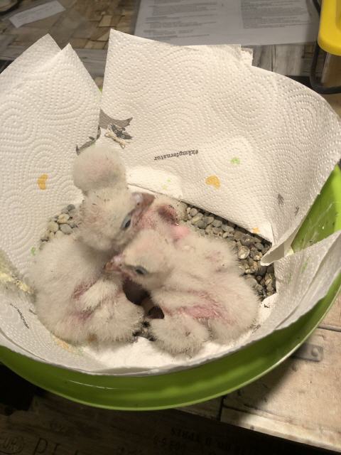 Jungvögel vor der Fütterung