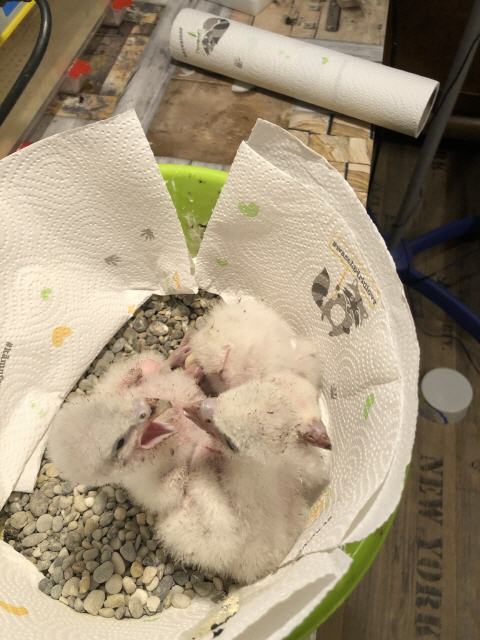 Jungfalken hungrig