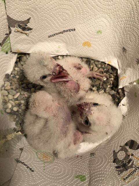 Jungfalken gesättigt