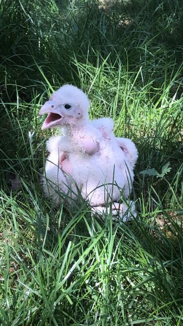 Jungvogel wurde beringt