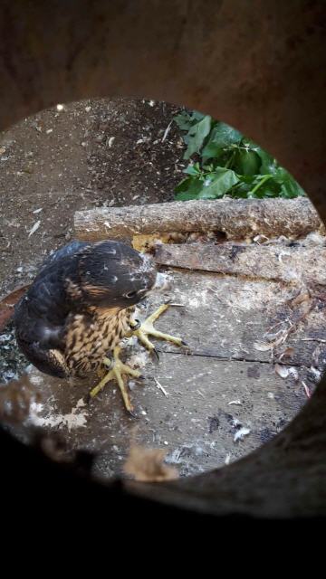 Jungvogel wartet auf Futter