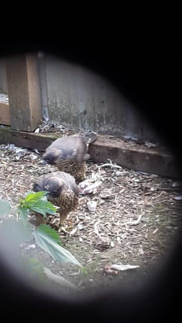 Jungvögel, erste Ausflüge