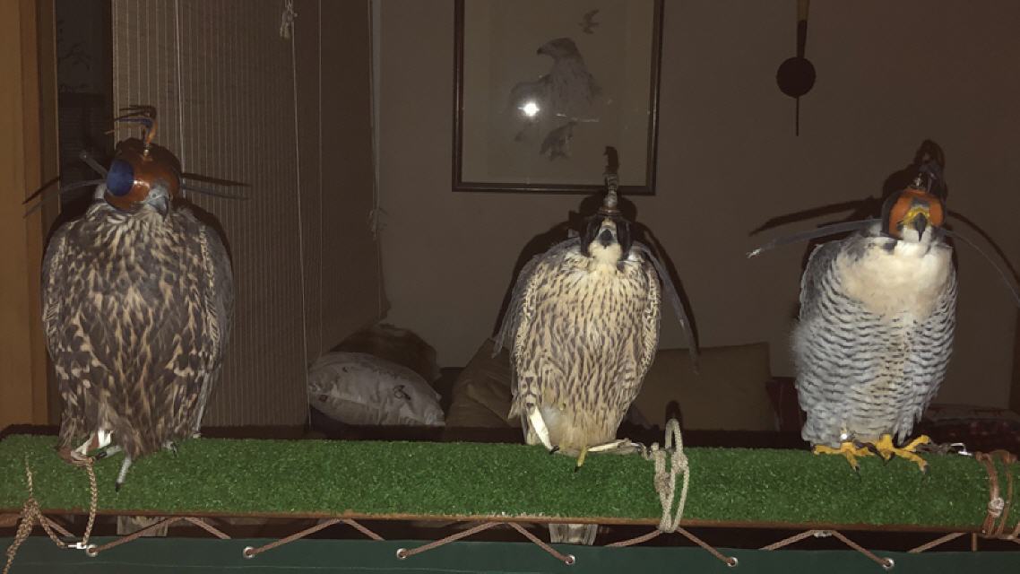 DeBuubi mit zwei Jungfalken