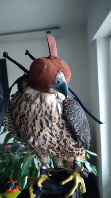 Jungvogel bei neuem Besitzer