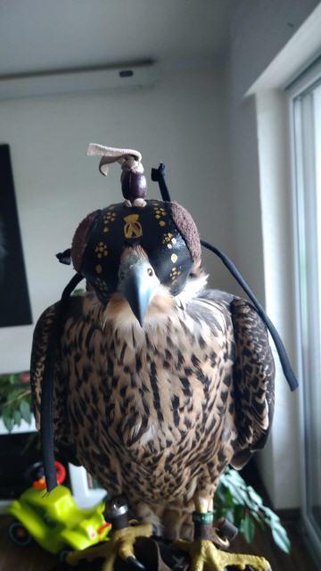 Jungvogel bei neuem Besitzer