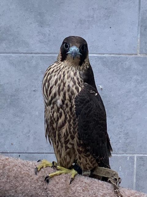 Jungvogel bei neuem Besitzer